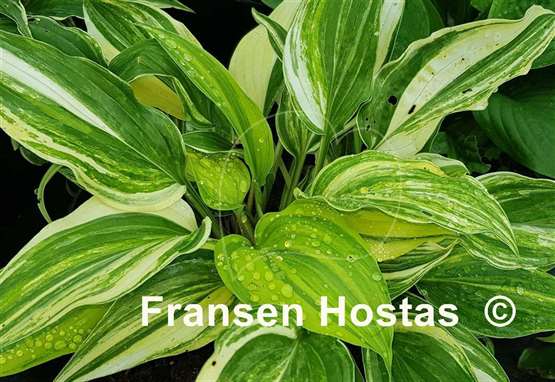 Hosta Laser Game